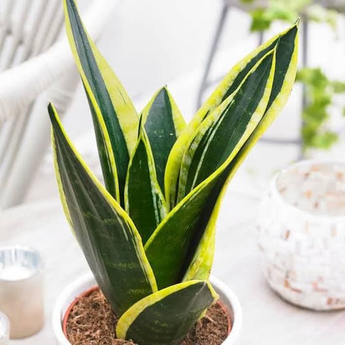 Tanaman Hias Sansivera Futura Superba