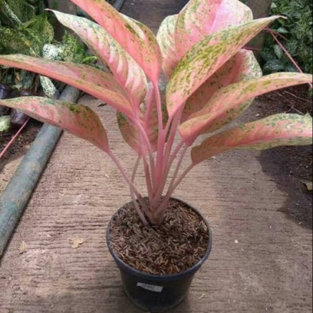 Tanaman hias agloenema lady pink