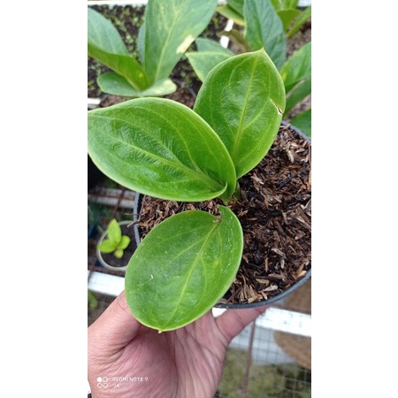 jemani mangkok rasputin