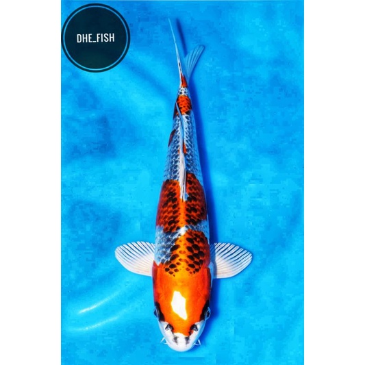 koi goshiki ukuran 15 cm, ikan koi, ikan hias, jenis ikan koi, ikan koi murah, koi cantik, koi hias,