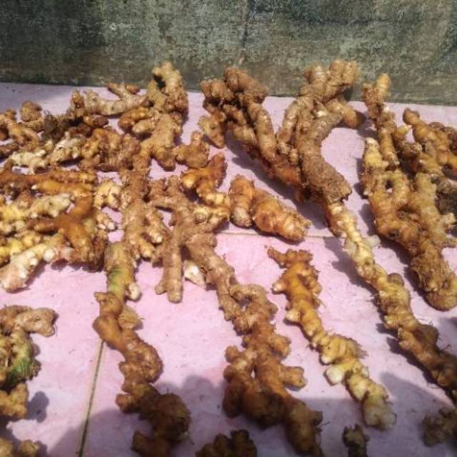 

Jahe Hutan Puyang / Lempuyang Jaga stamina 1 kg