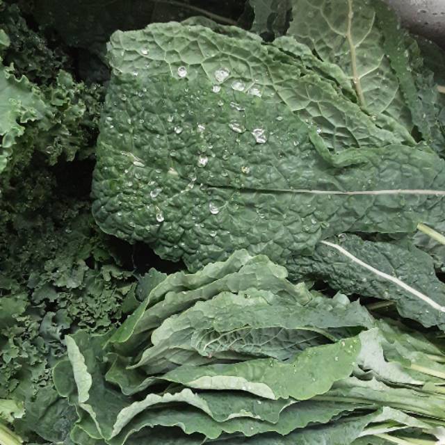 

Kale nero queen of vegetable / 250gr