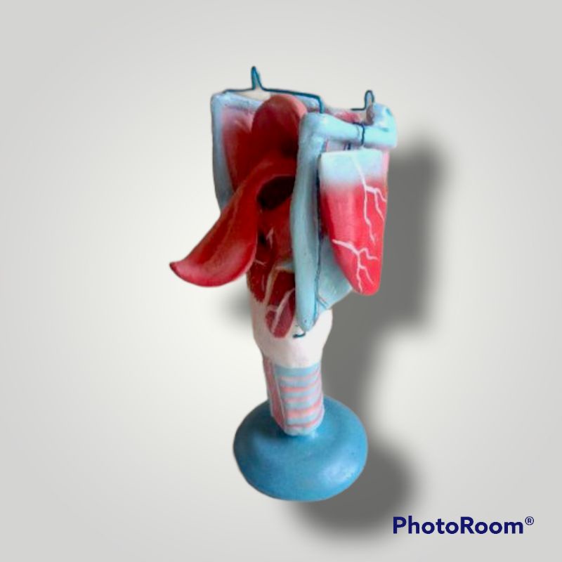 

Larynk tenggorokan alat peraga pendidikan praktek IPA biologi