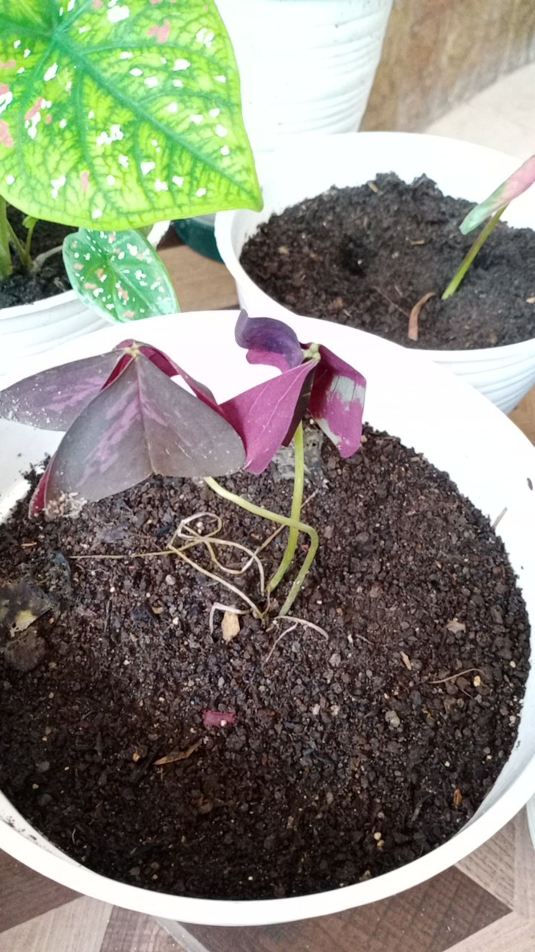 Promo Tanaman Hias Daun Kupukupu Ungu Kupu Kupu Oxalis Tanaman Unik