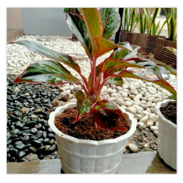 TANAMAN AGLONEMA LIPSTIK + POT