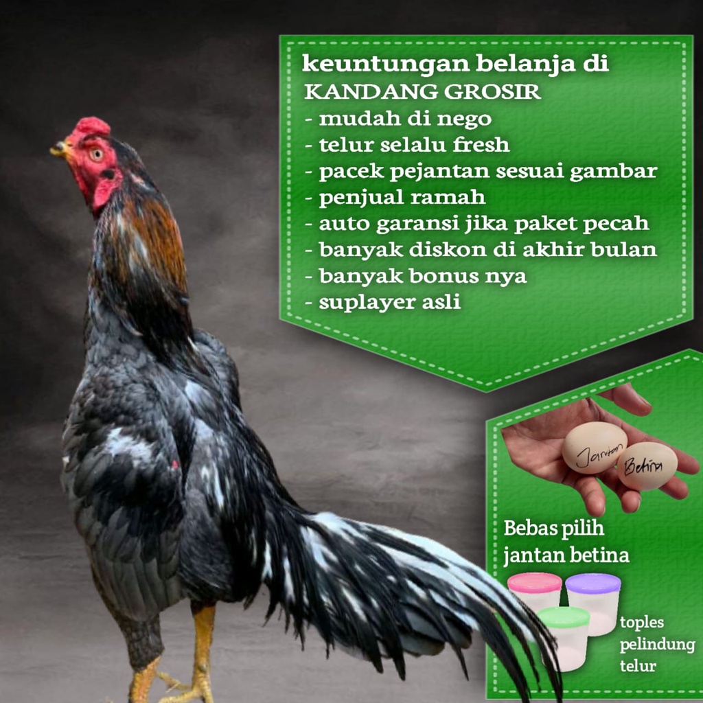 ayam aduan bangkok super telur fertil kelabu koytrad