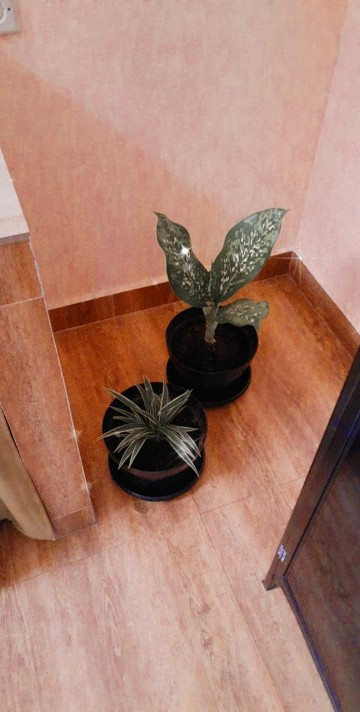 Pohon Lili Paris Umbi /tanaman Speider Plant / Tanaman Hias Lili Paris