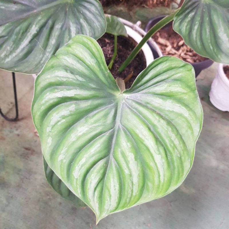 Philodendron plowmanii