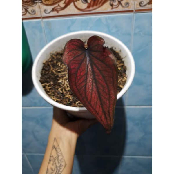keladi/caladium_hybrid/Silangan.GERCEP