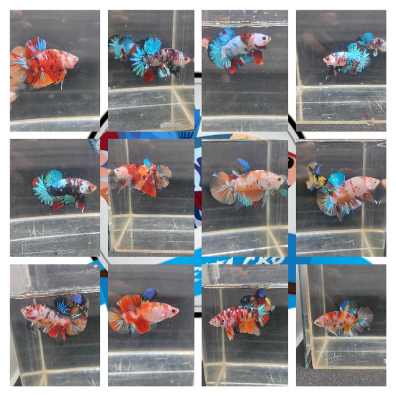 Cupang nemo koi galaxy multicollor murah