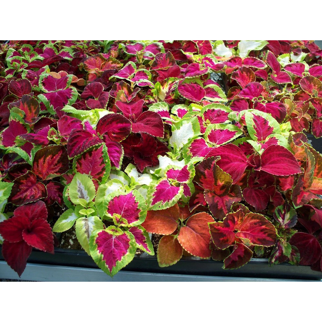 60 Benih Rainbow Coleus Mix Miana Campur ORIGINAL IMPORT USA AMERIKA