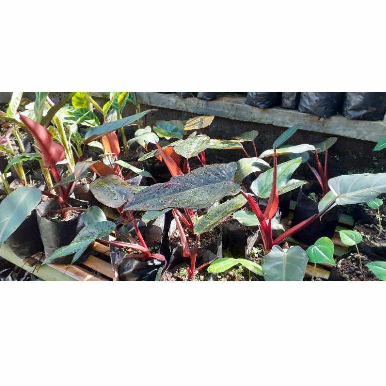 philodendron dark lord/tanaman hias philo dark lord