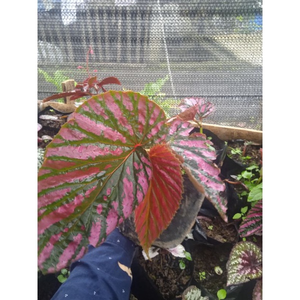 begonia rex walet