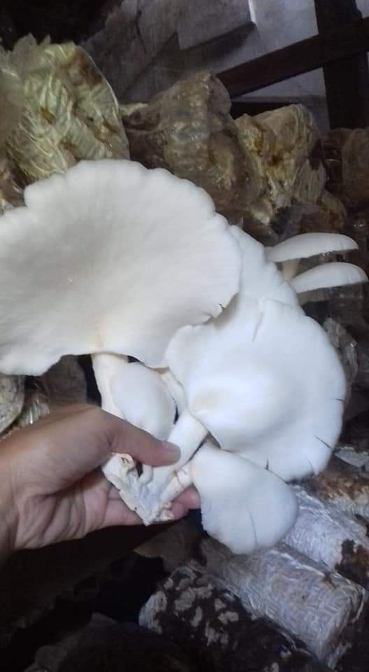 Wipro Termometer Payung / Thermometer Bimetal Payung Multifungsi