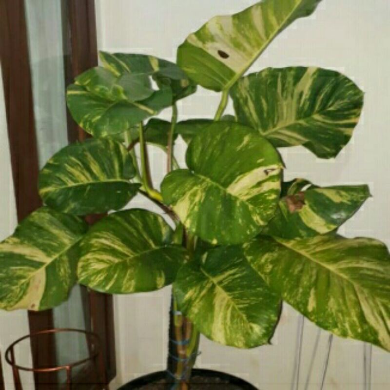 tanaman hias srigading jumbo