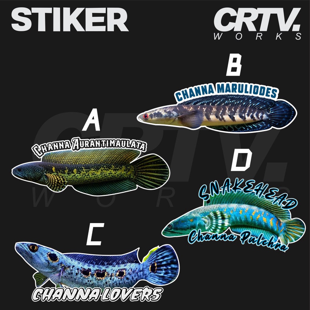 Stiker Aquarium Channa Lovers Snakehead Fish Terlaris - Crtv