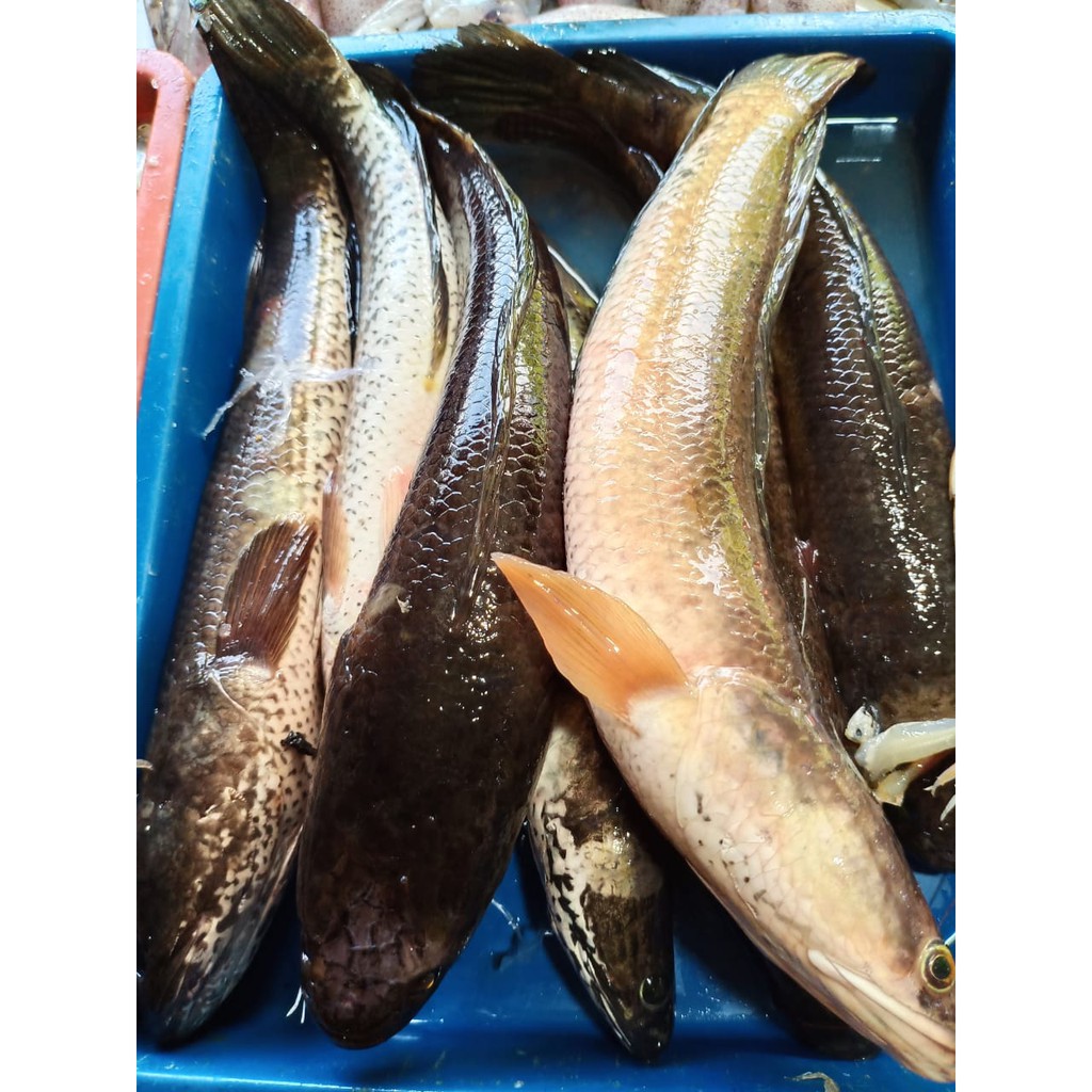  Ikan  Gabus  500gram Shopee Indonesia