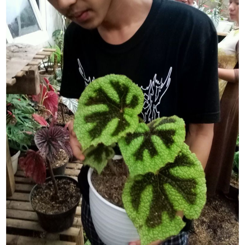 BEGONIA TAPAK MACAN
