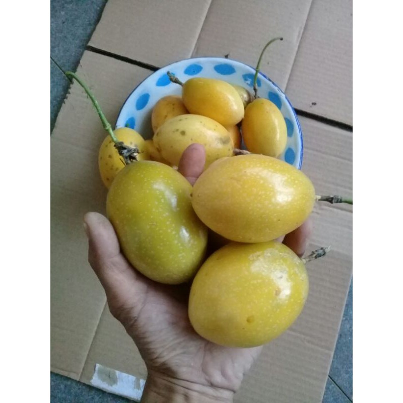 

Buah maskisa kuning konyal.saprola 1 kg segar