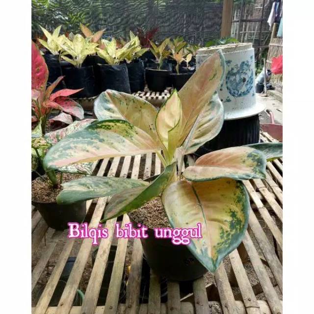 bunga aglonema sultan Brunai Brunei