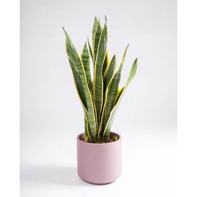 Sansivera Lidah Mertua-Tanaman Hias pembersih Udara Hidup-Bunga Hiasan Rumah Taman Hidup-kembang hid