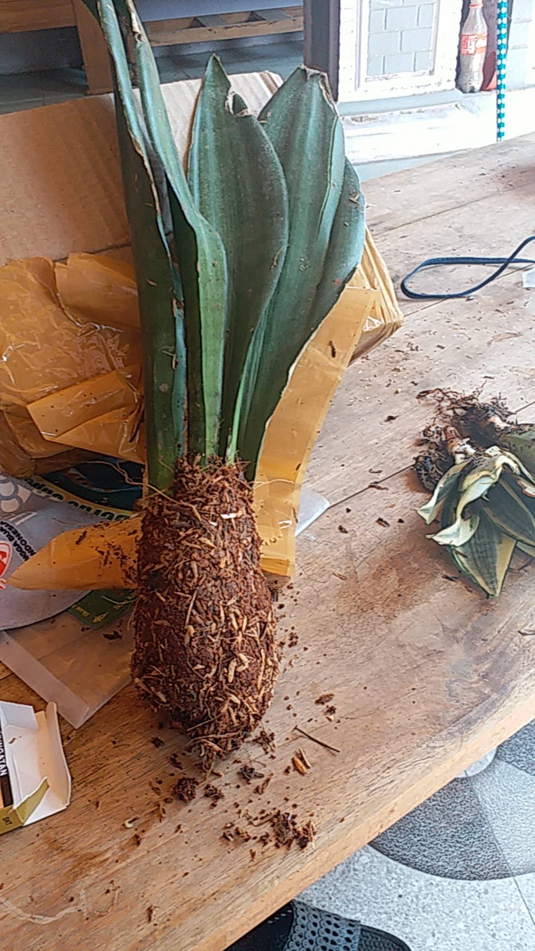 Tanaman Hias Sansivera Moon Shine