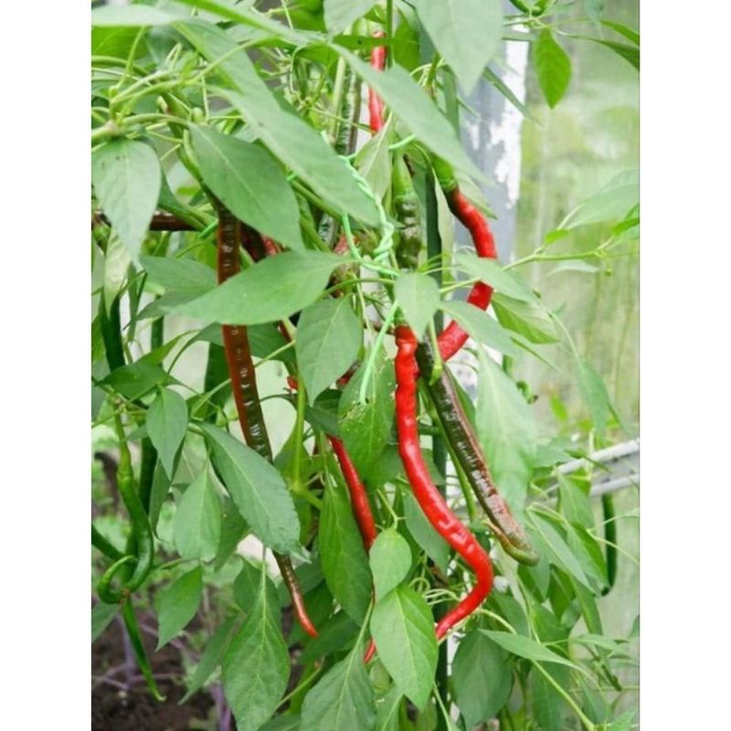 benih sayur cabe merah keriting LADO isi10btr(REPACK)