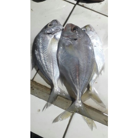 

ikan kuwek super fresh 500grm