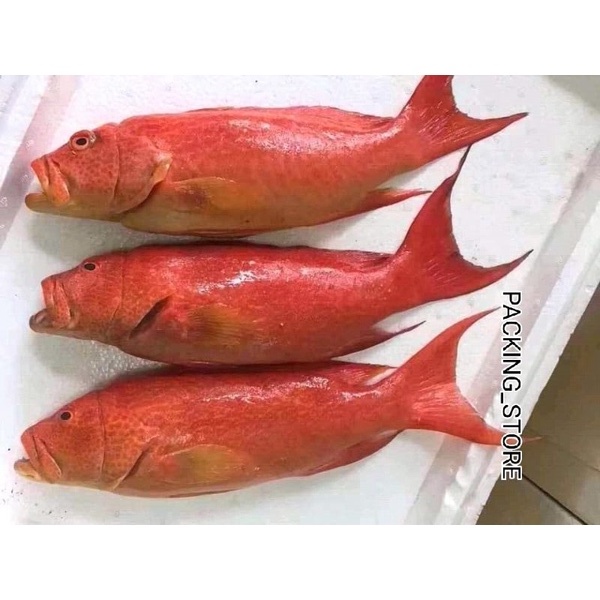 

Ikan Kerapu Segar Ikan Segar Kerapu Merah Lodi