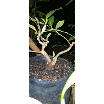 bahan bonsai loa program pecah 4/5