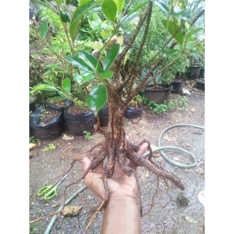 bahan bonsai kimeng komeng program akar pecah batang
