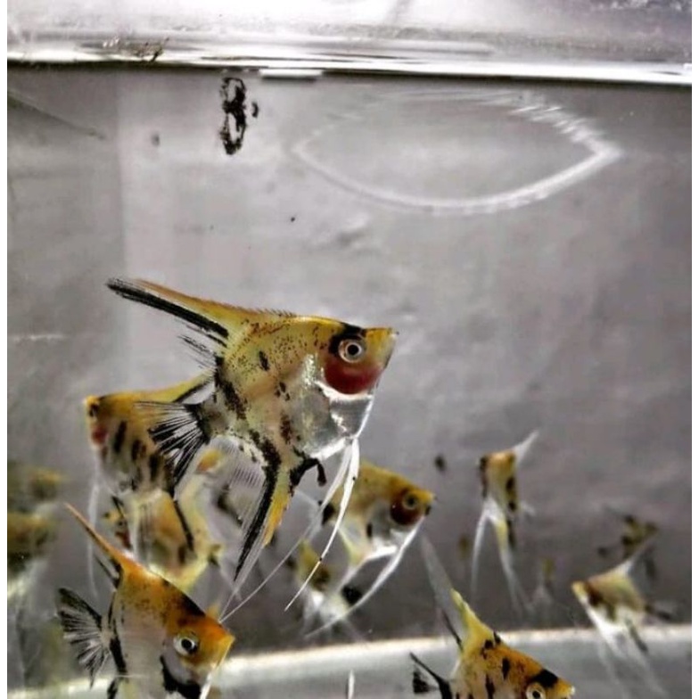 manfish blushing koi