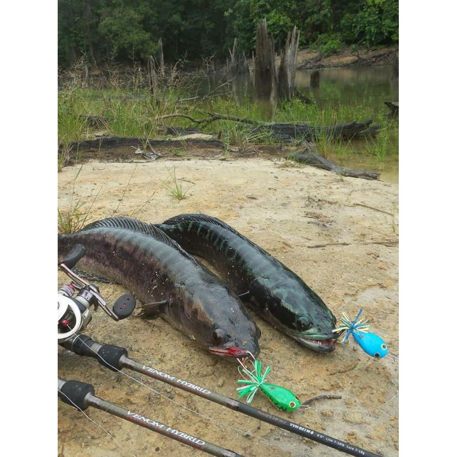 Viper VENOM HYBRID Baitcasting Rod VVH 601M-B - 7-16LB "HARGA PROMO"