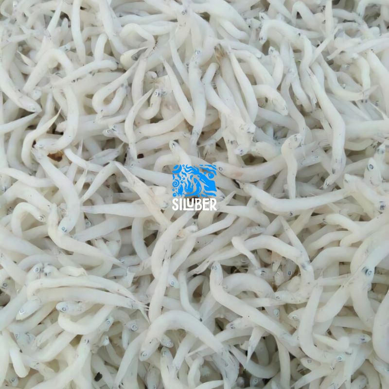 

Teri Medan / Teri Nasi / Ikan Asin Teri Nasi Medan 500g COD