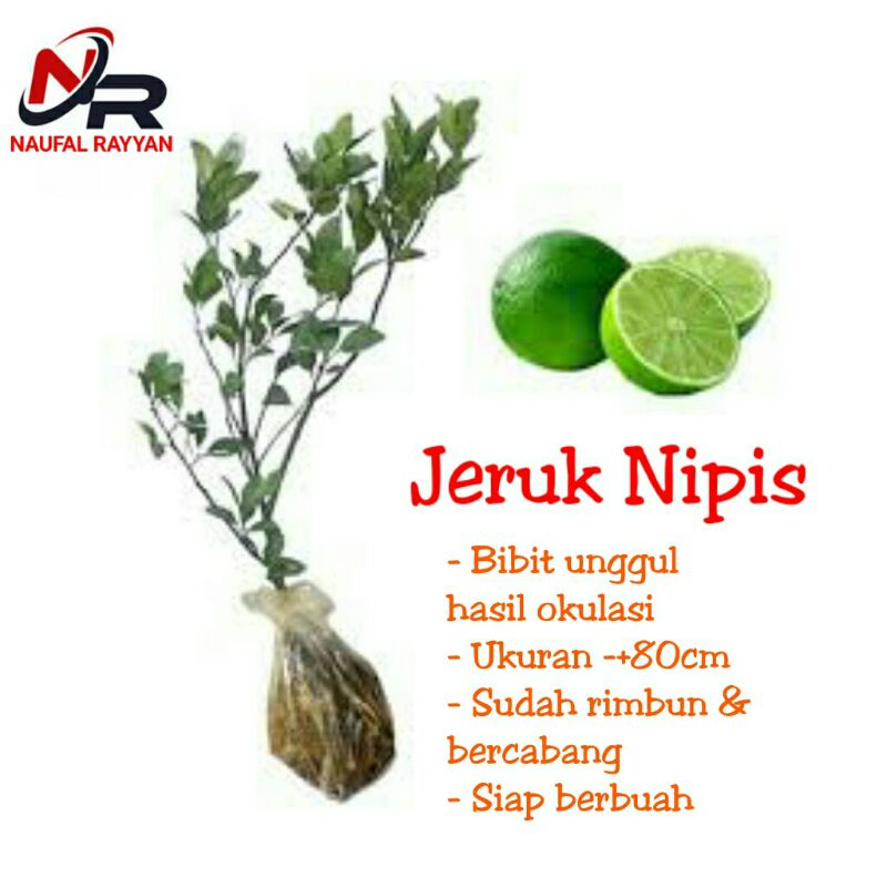 Bibit jeruk nipis kampung jeruk nipis unggul