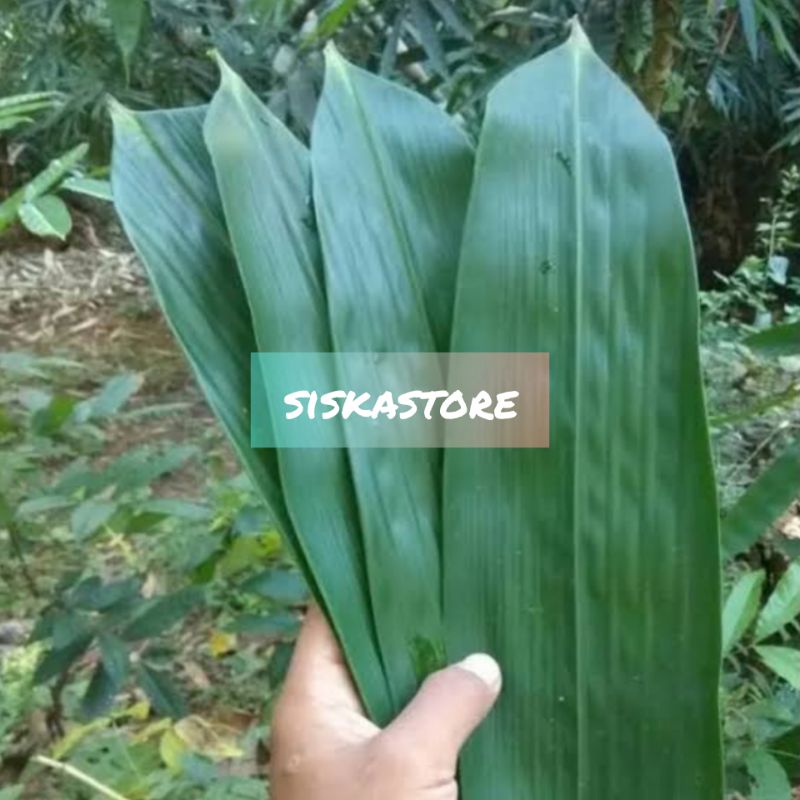 

Daun bambu segar/bungkus makanan tradisional isi 100 lembar