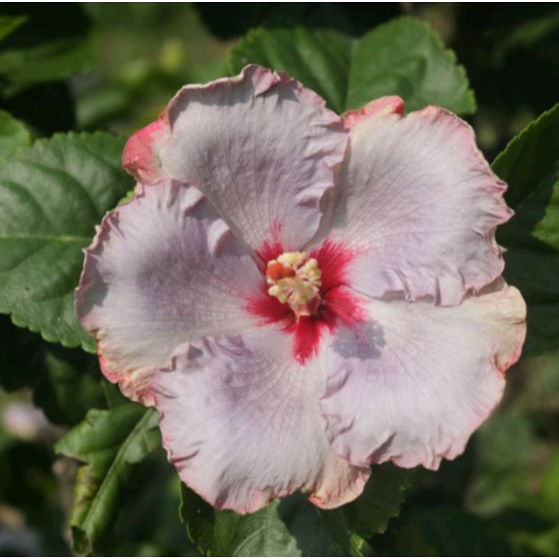 4 pke kembang bibit kembang sepatu