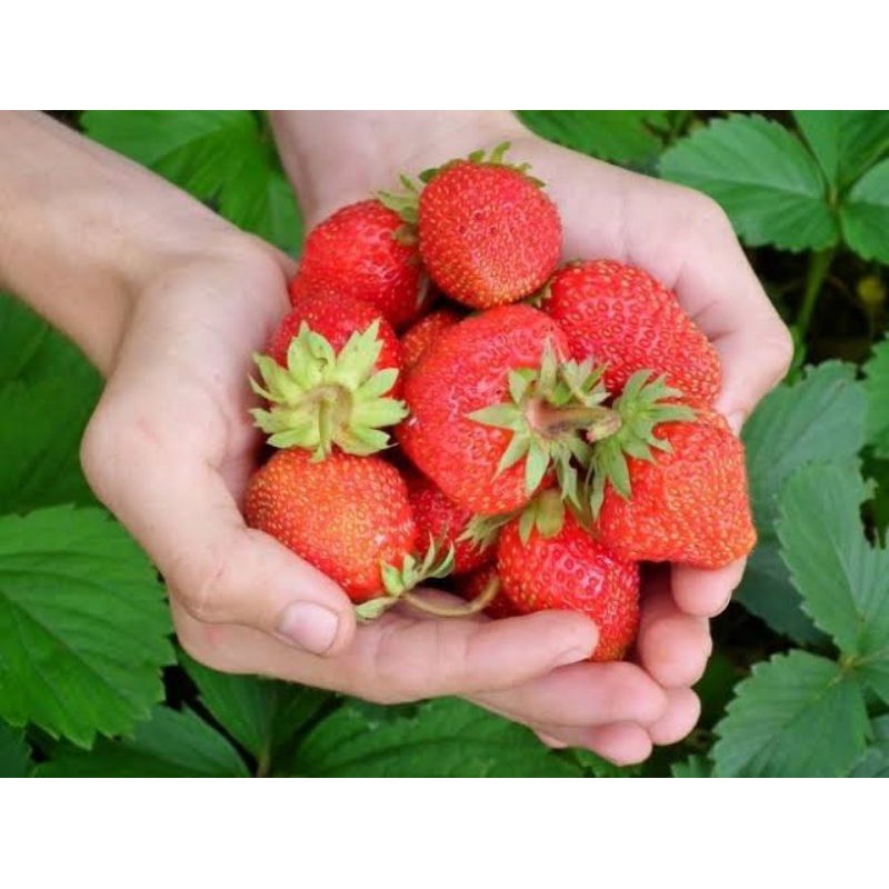 Benih biji STRAWBERRY strowberi GIANT / JUMBO 5 biji