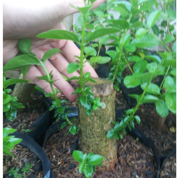 sancang bahan bonsai batang besar