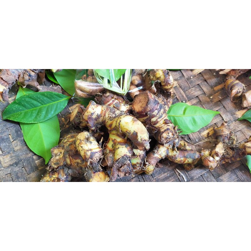 

lengkuas segar 100 gram laos segar 100 gram