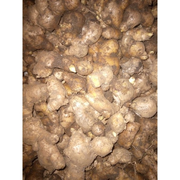 

JAHE PUTIH KECIL FRESH DAN TUA