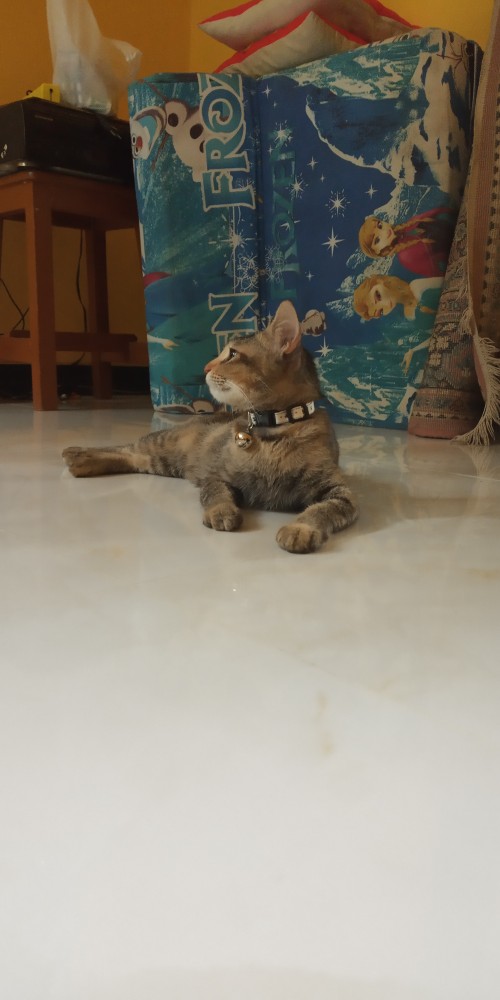 Pita Grosgrain 3/8 Jangkar