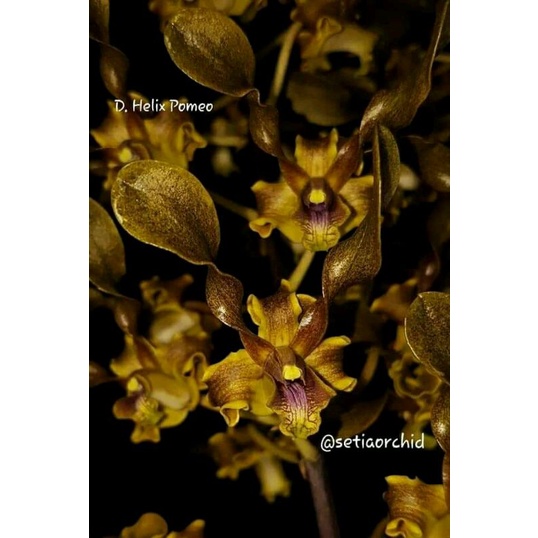 botolan anggrek dendrobium keriting helix pomeo Brown