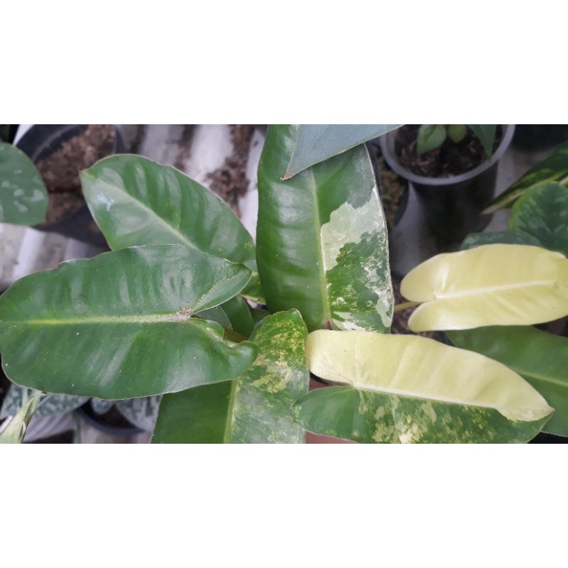 burlemark varigata, epip var kuning, flamingo, philo marble