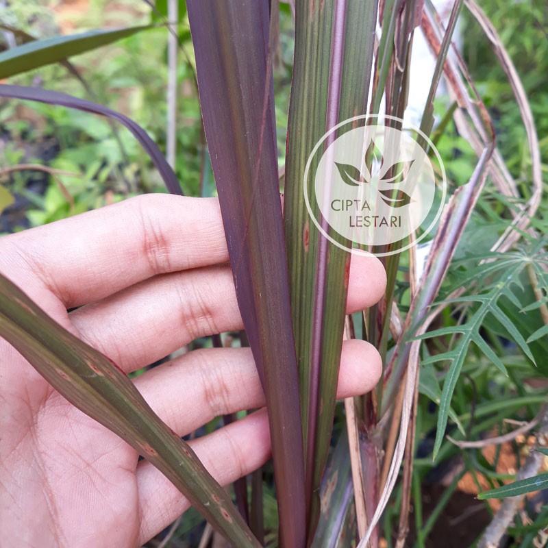 Bibit Tanaman Tebu Ireng Pohon Tebu Ireng Tiwu Hitam