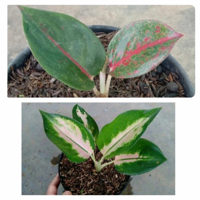 SALE Spesial Promo anakan aglonema paket 2