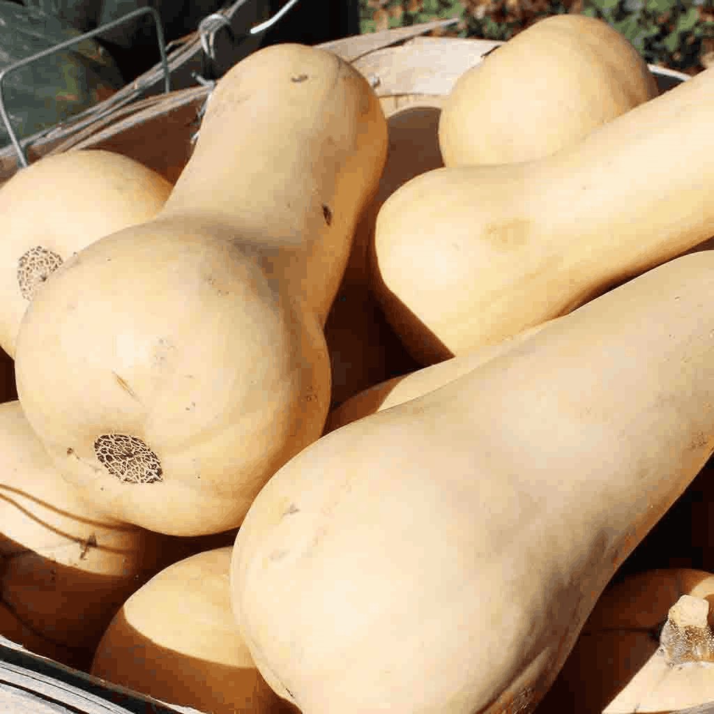 4 benih biji tanaman Labu Madu F1 Hibrida Buldog Bibit Buah Butternut Squash Manis Bintang Asia Supe