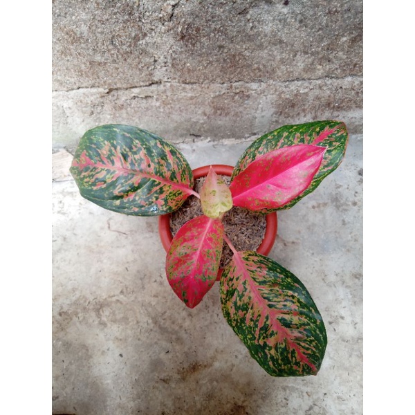 aglonema red striptis dan kocin