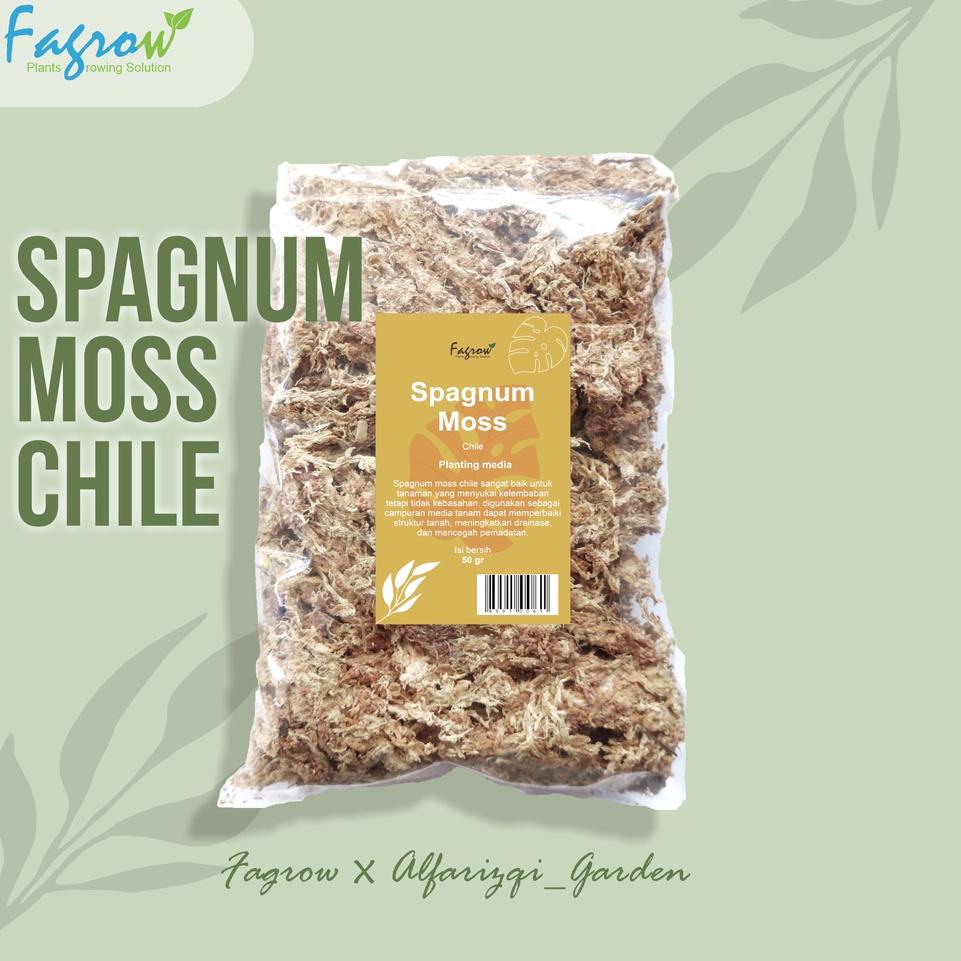 JEN Spagnum Moss Chile | Lumut Putih Kering Import | Sphagnum Moss bwuk617