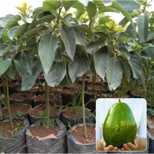 BIBIT TANAMAN BUAH ALPUKAT MARKUS BATANG BESAR SIAP MEKAR